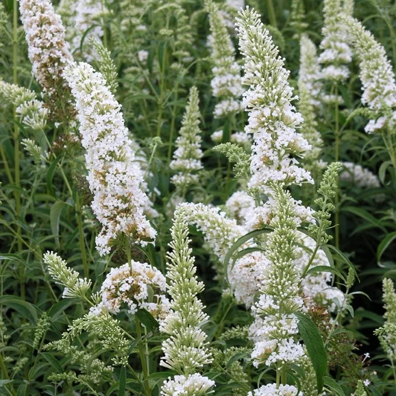 Буддлея davidii White Profucion