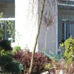 Бук sylvatica Purpurea Pendula (штамб, 225cм) — Квітковий стиль, Харків