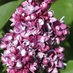 Бузок variegata "Charles Joly" (h 80-100 см) — Квітковий стиль, Харків