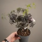 Бузина Nigra Black Lace — Квітковий стиль, Харків