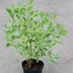 Дерен Alba Elegantissima (50см) — Квітковий стиль, Харків