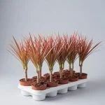 Драцена "Colorama" (40см) — Квітковий стиль, Харків