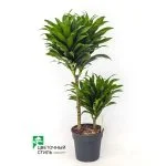 Драцена «Compacta» 2pp (60 см) — Квітковий стиль, Харків