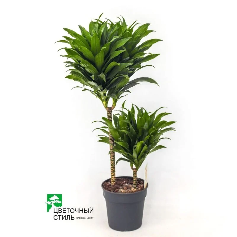 Драцена «Compacta» 2pp (60 см)
