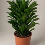 Драцена компакту (Dracaena fragrans 'Compacta') — Квітковий стиль, Харків