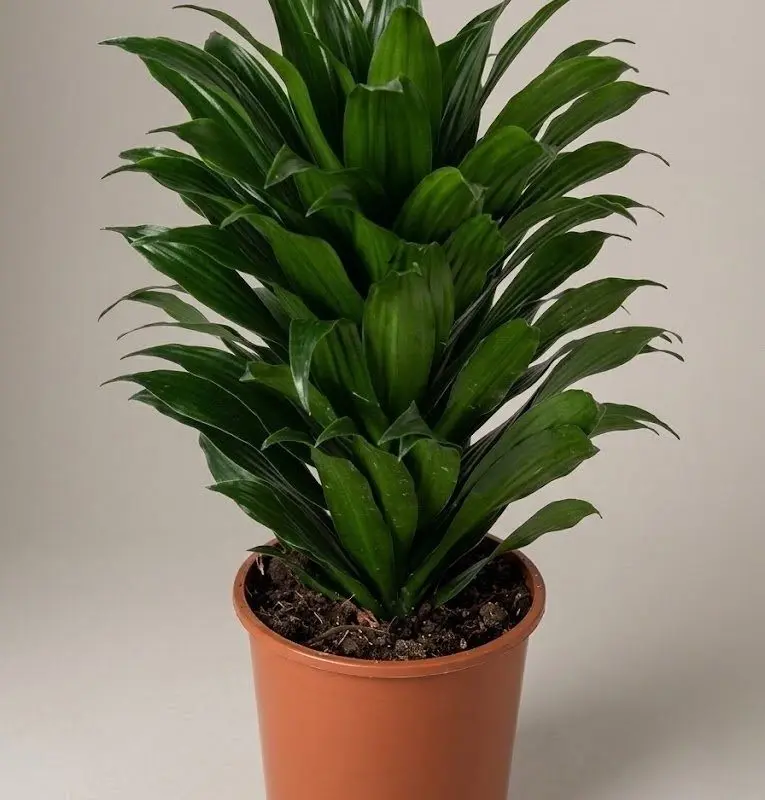 Драцена компакту (Dracaena fragrans 'Compacta')