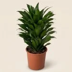 Драцена компакту (Dracaena fragrans 'Compacta')