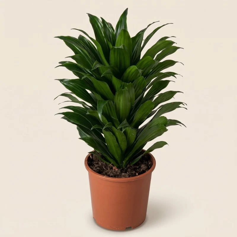 Драцена компакту (Dracaena fragrans 'Compacta')