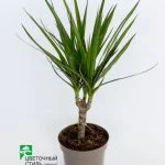 Драцена "Marginata" (45-50см) — Квітковий стиль, Харків