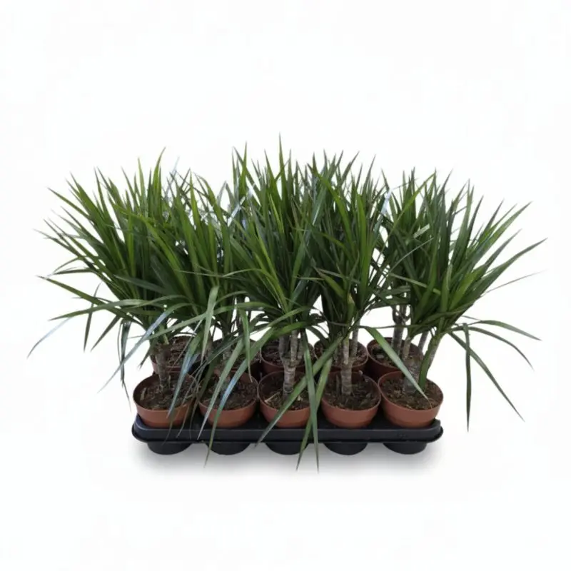 Драцена Marginata ( 45см)