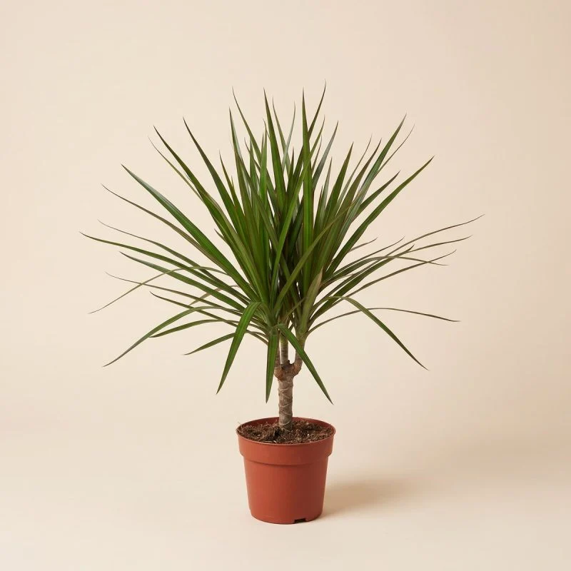 Драцена Marginata ( 45см)