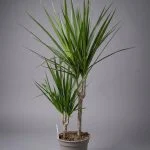 Драцена Marginata 75 - 80 см — Квітковий стиль, Харків