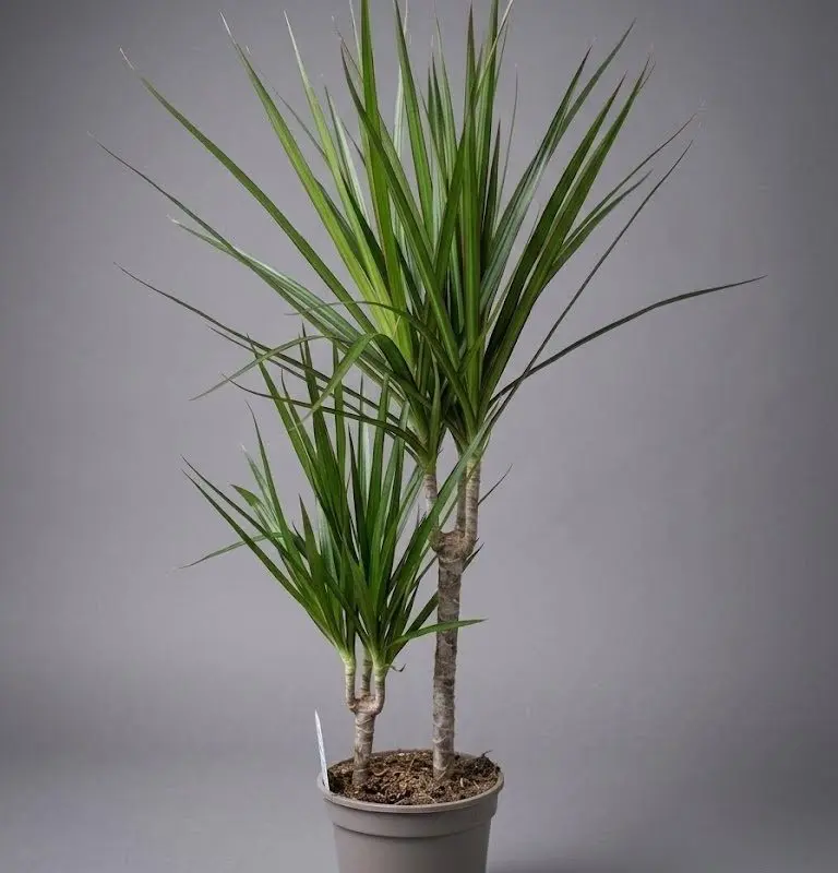 Драцена Marginata 75 - 80 см