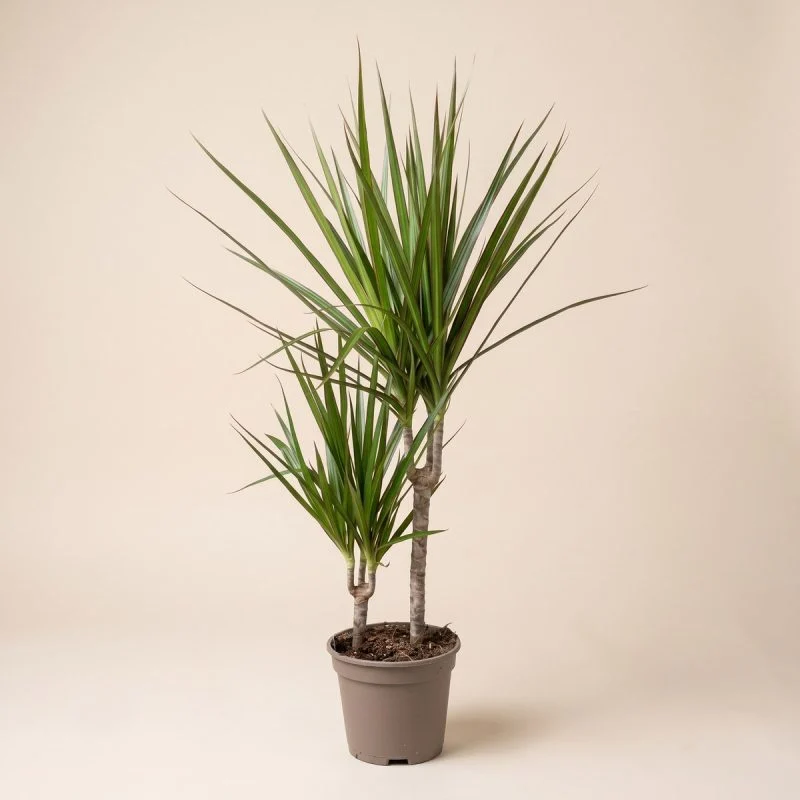 Драцена Marginata 75 - 80 см