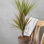 Драцена Marginata Bicolor (70-80см) — Квітковий стиль, Харків