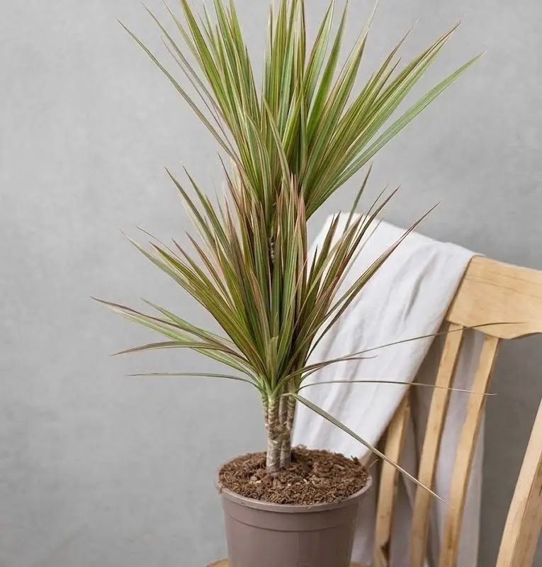 Драцена Marginata Bicolor (70-80см)