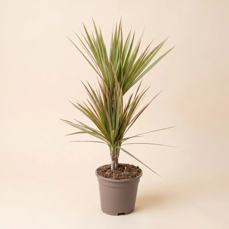 Драцена Marginata Bicolor (70-80см)