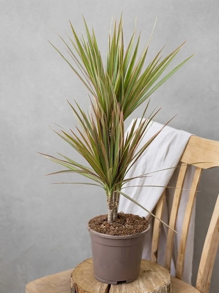 Драцена Marginata Bicolor (70-80см) — Квітковий стиль, Харків