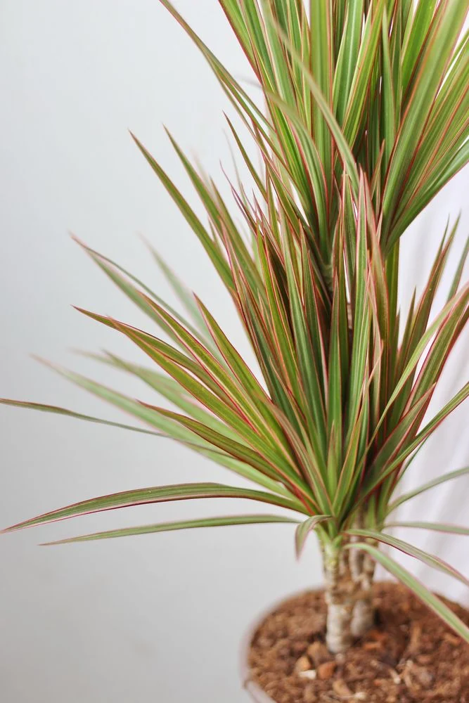 Драцена Marginata Bicolor (70-80см) — Квітковий стиль, Харків