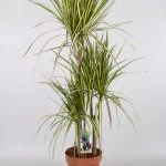 Драцена Marginata «Sunray» (115 см) — Квітковий стиль, Харків
