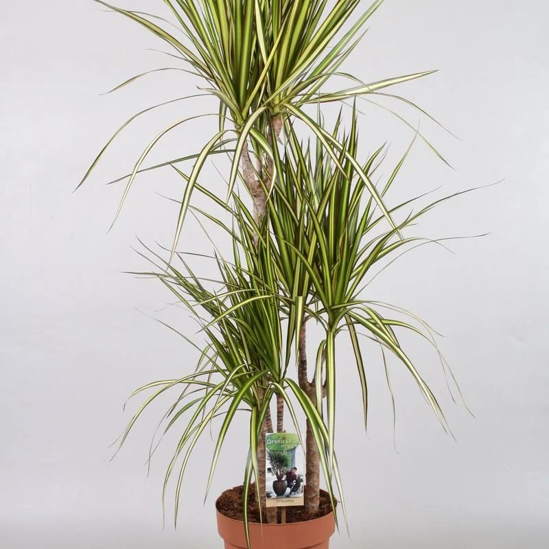 Драцена Marginata «Sunray» (115 см)
