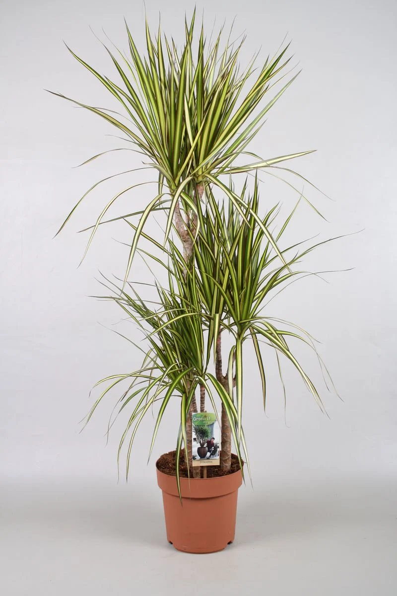 Драцена Marginata «Sunray» (115 см) — Квітковий стиль, Харків