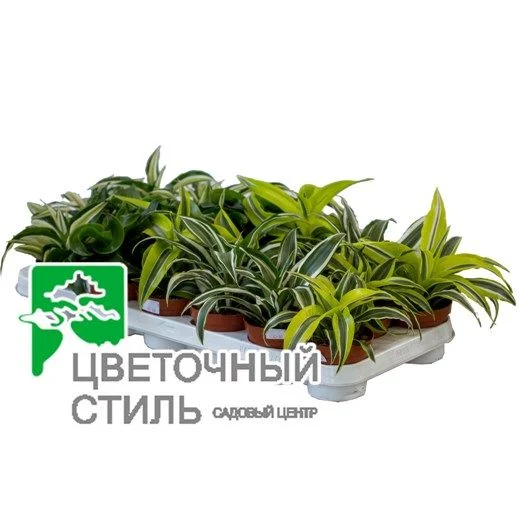 Драцена мікс (23см) — Квітковий стиль, Харків
