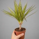 Драцена Sunray — Квітковий стиль, Харків