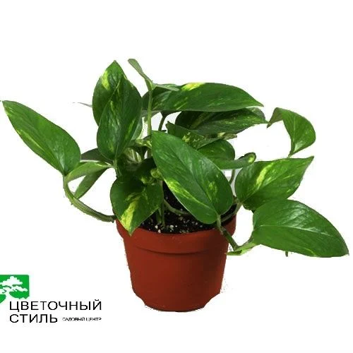 Епіпремнум aureum (20-30см)