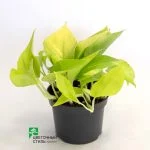 Епіпремнум "Golden Pothos" (20см) — Квітковий стиль, Харків