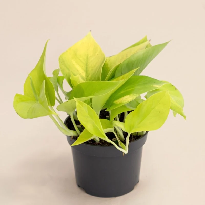 Епіпремнум "Golden Pothos" (20см)
