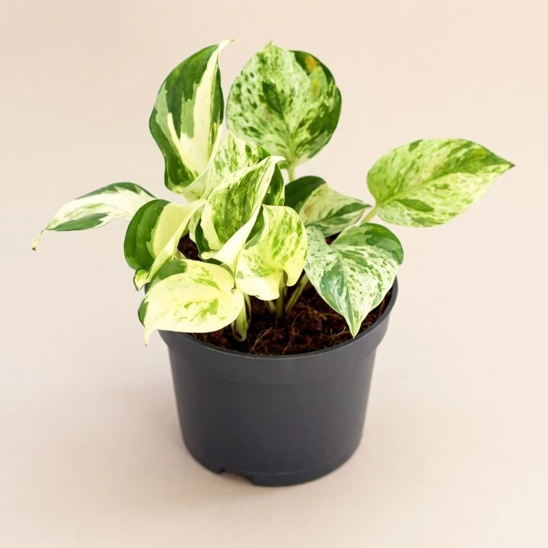 Епіпремнум pinnatum "Happy Leaf" (20 см)