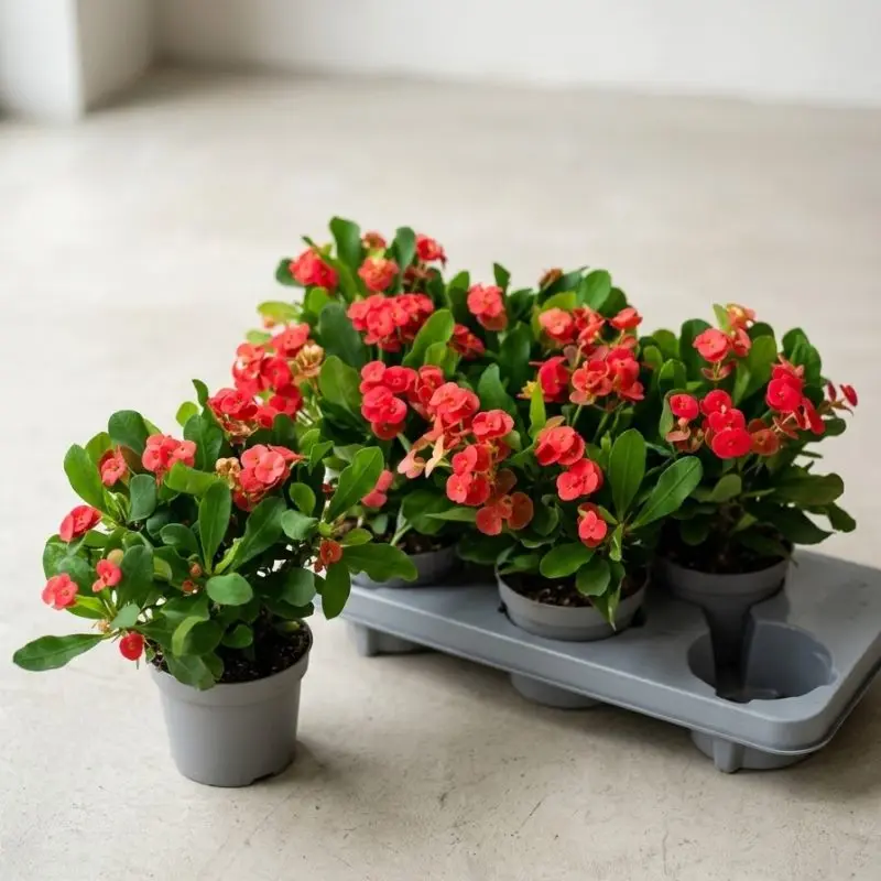 Еуфорбія або молочай Міля Euphorbia milii 'Vulcanus'