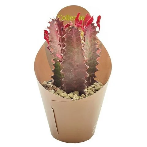 Еуфорбія тригона «Рубра» (Euphorbia trigona 'Rubra')