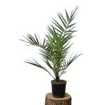 Феникс Canariensis (60см) — Квітковий стиль, Харків