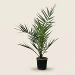 Феникс Canariensis (60см)