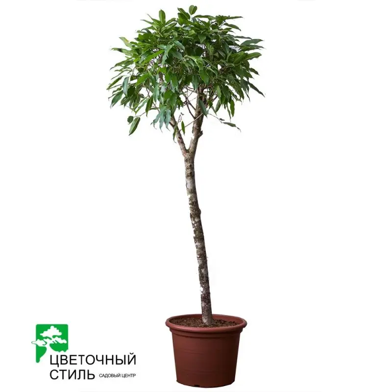 Фікус "Amstel King", штамб (180см)