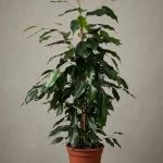 Фікус Benjamina "Danielle" (60-65см) — Квітковий стиль, Харків