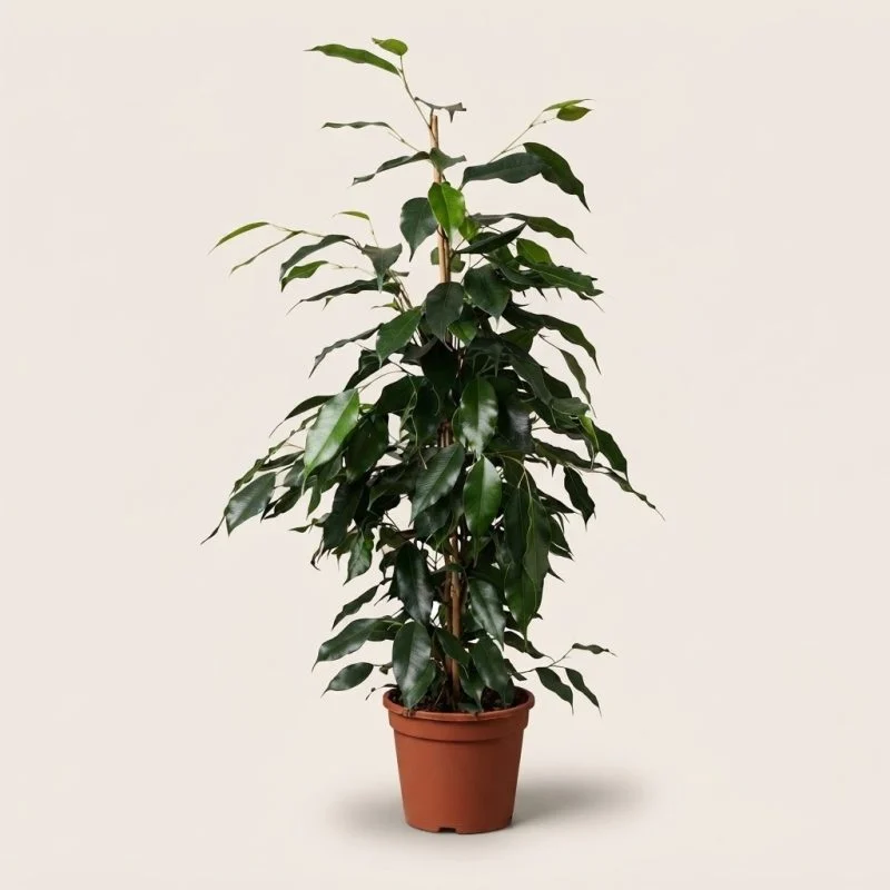 Фікус Benjamina "Danielle" (60-65см)