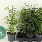 Фікус Benjamina мікс сортів (55см) — Квітковий стиль, Харків
