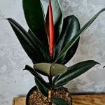 Фікус elastica "Abijan" 70см — Квітковий стиль, Харків
