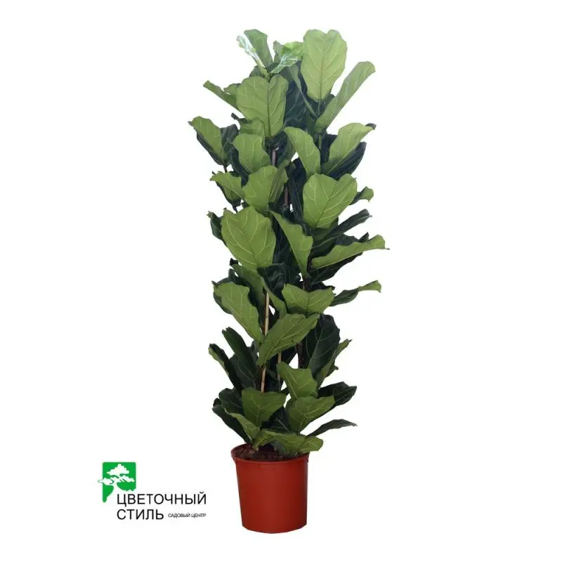 Фікус "Lyrata" 3pp (165 см)