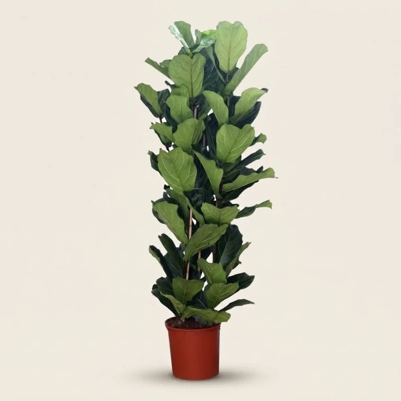 Фікус "Lyrata" 3pp (165 см)
