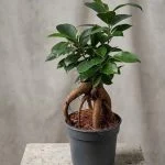 Фікус microcarpa 25 см — Квітковий стиль, Харків