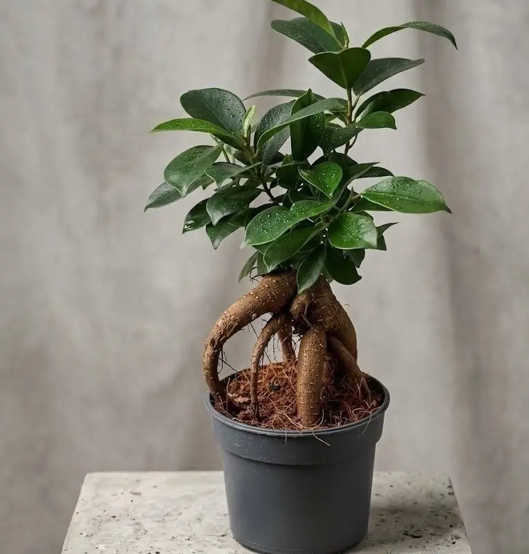 Фікус microcarpa 25 см