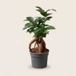 Фікус microcarpa 25 см