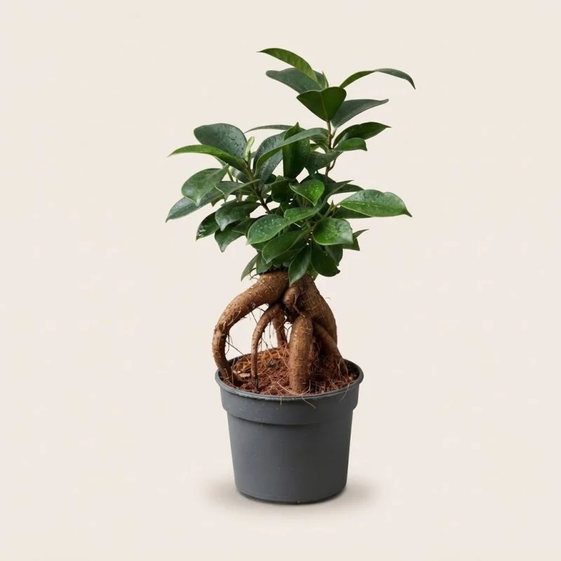 Фікус microcarpa 25 см