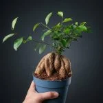Фікус microcarpa Ginseng бонсай, 35см — Квітковий стиль, Харків