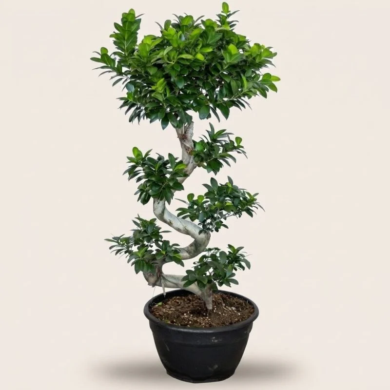 Фікус мікрокарпа (Ficus microcarpa) 110 см