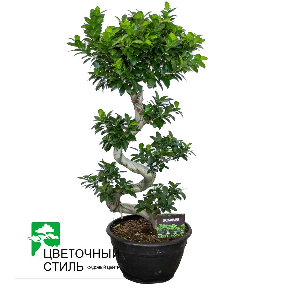 Фікус мікрокарпа (Ficus microcarpa) 110 см — Квітковий стиль, Харків